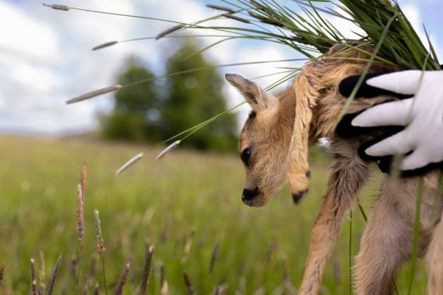 Zollernalb, Kitzrettung mit dem Kitz-Retter Neckar-Alb e.V., 21.05.2026 Ein Helfer der Kitzretter hebt mit Gras zwischen den Haenden ein kleines Rehkitz aus einer Wiese die gemaeht werden soll in eine Sicherheitsbox *** Zollernalb, fawn rescue with the Kitz Retter Neckar Alb e V , 21 05 2026 A helper of the fawn rescuers lifts a small fawn with grass between his hands from a meadow that is to be mowed into a safety box