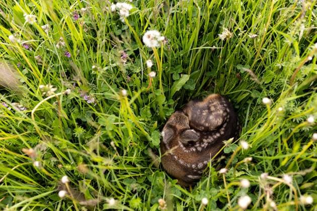 Zollernalb, Kitzrettung mit dem Kitz-Retter Neckar-Alb e.V., 21.05.2026 Ein Rehkitz liegt bewegungslos und zusammengekauert im hohen Gras *** Zollernalb, fawn rescue with Kitz Retter Neckar Alb e V , 21 05 2026 A fawn lies motionless and huddled in the tall grass