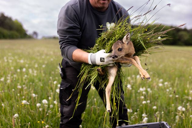 Entertainment Bilder des Tages Zollernalb, Kitzrettung mit dem Kitz-Retter Neckar-Alb e.V., 21.05.2026 Ein Helfer der Kitzretter hebt mit Gras zwischen den Haenden ein kleines Rehkitz aus einer Wiese die gemaeht werden soll in eine Sicherheitsbox *** Zollernalb, fawn rescue with the Kitz Retter Neckar Alb e V , 21 05 2026 A helper of the fawn rescuers lifts a small fawn with grass between his hands from a meadow that is to be mowed into a safety box