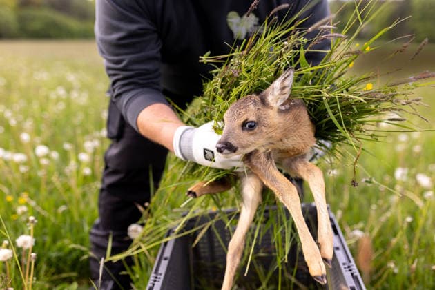Zollernalb, Kitzrettung mit dem Kitz-Retter Neckar-Alb e.V., 21.05.2026 Ein Helfer der Kitzretter hebt mit Gras zwischen den Haenden ein kleines Rehkitz aus einer Wiese die gemaeht werden soll in eine Sicherheitsbox *** Zollernalb, fawn rescue with the Kitz Retter Neckar Alb e V , 21 05 2026 A helper of the fawn rescuers lifts a small fawn with grass between his hands from a meadow that is to be mowed into a safety box