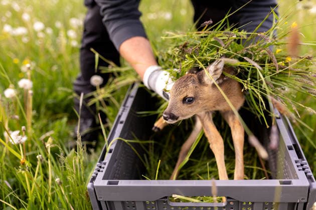 Zollernalb, Kitzrettung mit dem Kitz-Retter Neckar-Alb e.V., 21.05.2026 Ein Helfer der Kitzretter hebt mit Gras zwischen den Haenden ein kleines Rehkitz aus einer Wiese die gemaeht werden soll in eine Sicherheitsbox *** Zollernalb, fawn rescue with the Kitz Retter Neckar Alb e V , 21 05 2026 A helper of the fawn rescuers lifts a small fawn with grass between his hands from a meadow that is to be mowed into a safety box