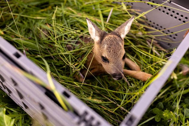 Zollernalb, Kitzrettung mit dem Kitz-Retter Neckar-Alb e.V., 21.05.2026 Ein kleines Rehkitz aus einer Wiese die gemaeht werden soll in eine Sicherheitsbox liegend *** Zollernalb, fawn rescue with the Kitz Retter Neckar Alb e V , 21 05 2026 A small fawn from a meadow that is to be mowed lying in a safety box