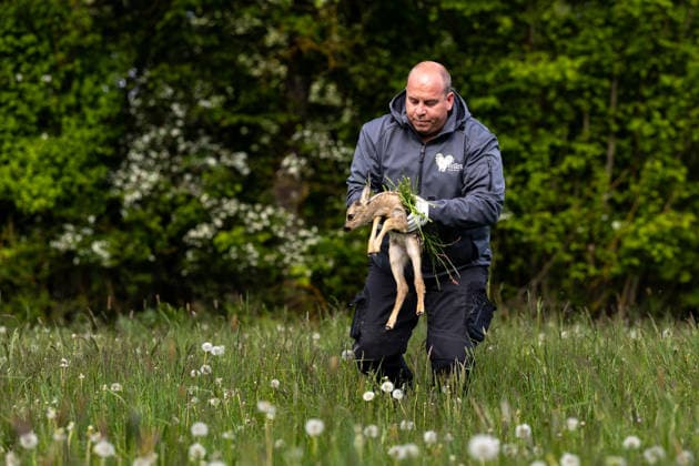 Zollernalb, Kitzrettung mit dem Kitz-Retter Neckar-Alb e.V., 21.05.2026 Ein Helfer der Kitzretter hebt mit Gras zwischen den Haenden ein kleines Rehkitz aus einer Wiese die gemaeht werden soll in eine Sicherheitsbox *** Zollernalb, fawn rescue with the Kitz Retter Neckar Alb e V , 21 05 2026 A helper of the fawn rescuers lifts a small fawn with grass between his hands from a meadow that is to be mowed into a safety box
