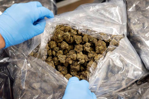 Zollbeamte zeigen sichergestellte Marihuana-Blüten bei der Jahrespressekonferenz des Hauptzollamt Köln. Zahlreiche Asservate aus den Bereichen Produktfälschung, Produktsicherheit und Artenschutz sowie kuriose Drogenverstecke werden vor Ort präsentiert. Köln, 22.05.2026 NRW Deutschland *** Customs officers show seized marijuana flowers at the annual press conference of the Cologne Main Customs Office Numerous exhibits from the areas of product counterfeiting, product safety and species protection as well as curious drug stashes are presented on site Cologne, 22 05 2026 NRW Germany Copyright: xChristophxHardtx