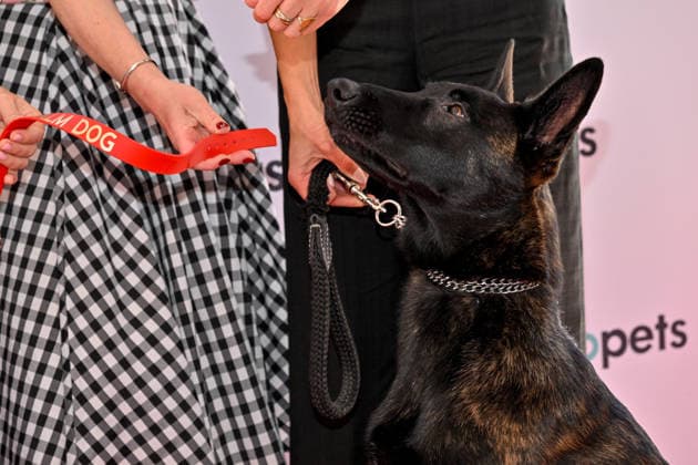 Cannes - Palm Dog Ceremony The dog Yuri, seen in the movie La Perra, wins the 2026 Palm Dog while attending the Palm Dog Ceremony ahead of the 79th Cannes Film Festival in Cannes, France on May 22, 2026. Photo by Julien Reynaud APS-Medias ABACAPRESS.COM Cannes France  Copyright: xReynaudxJulien APS-Medias ABACAx