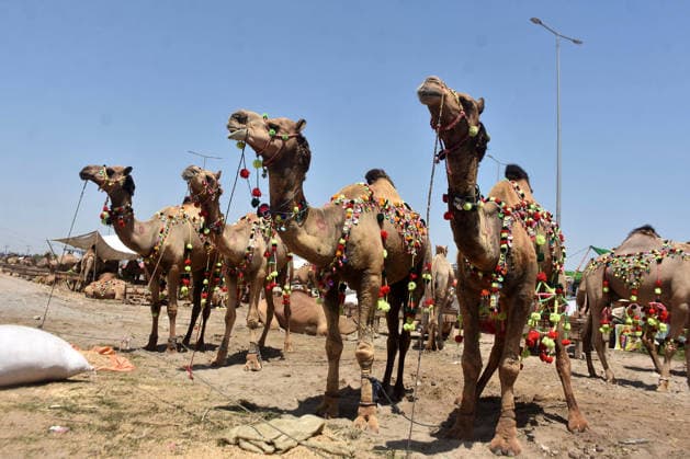 (260522) -- LAHORE, May 22, 2026 -- Camels are seen at a livestock market ahead of the Eid al-Adha in Lahore, Pakistan on May 22, 2026. (Photo by Xinhua) PAKISTAN-LAHORE-EID AL-ADHA-MARKET Sajjad 