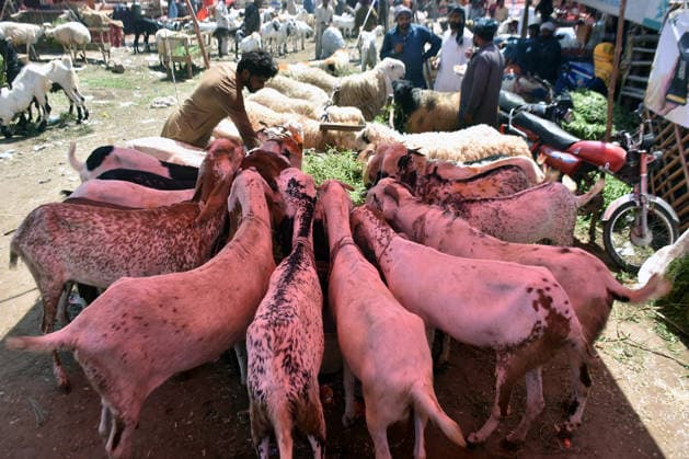 (260522) -- LAHORE, May 22, 2026 -- People visit a livestock market ahead of the Eid al-Adha in Lahore, Pakistan on May 22, 2026. (Photo by Xinhua) PAKISTAN-LAHORE-EID AL-ADHA-MARKET Sajjad 