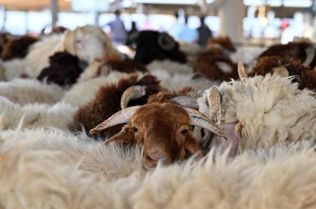 (260522) -- CAPITAL GOVERNORATE, May 22, 2026 -- Sheeps are seen at a livestock market ahead of the Eid al-Adha in Capital Governorate, Kuwait, May 22, 2026. (Photo by Xinhua) KUWAIT-CAPITAL GOVERNORATE-EID AL-ADHA-MARKET Asad 