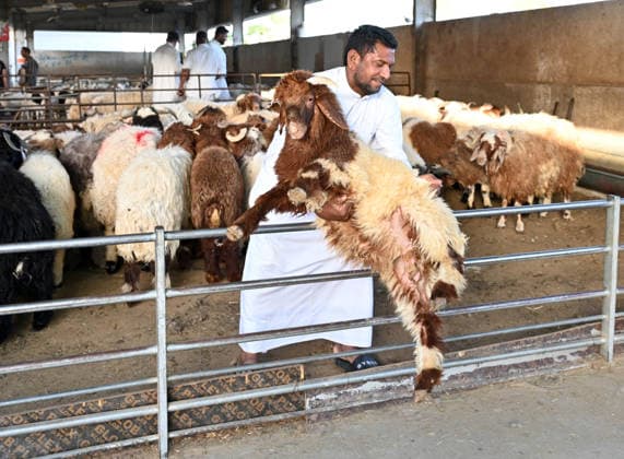 (260522) -- CAPITAL GOVERNORATE, May 22, 2026 -- A man works at a livestock market ahead of the Eid al-Adha in Capital Governorate, Kuwait, May 22, 2026. (Photo by Xinhua) KUWAIT-CAPITAL GOVERNORATE-EID AL-ADHA-MARKET Asad 