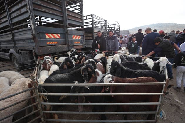Hebron Livestock Market Before Eid Palestinians gather at a livestock market after crossing Israeli military checkpoints in Hebron on May 22, 2026, ahead of the Muslim holiday of Eid al-Adha. The holiday, during which sheep, camels and cows are traditionally slaughtered, is approaching as buyers and traders gather to buy and sell sacrificial animals. Hebron West Bank Palestinian Territories Copyright: xMosabxShawerx
