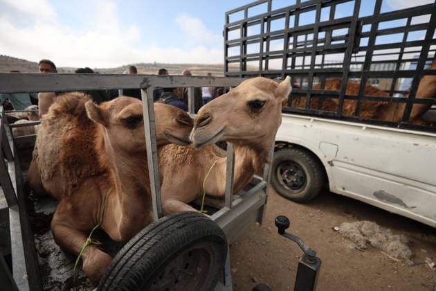 Hebron Livestock Market Before Eid Palestinians gather at a livestock market after crossing Israeli military checkpoints in Hebron on May 22, 2026, ahead of the Muslim holiday of Eid al-Adha. The holiday, during which sheep, camels and cows are traditionally slaughtered, is approaching as buyers and traders gather to buy and sell sacrificial animals. Hebron West Bank Palestinian Territories Copyright: xMosabxShawerx