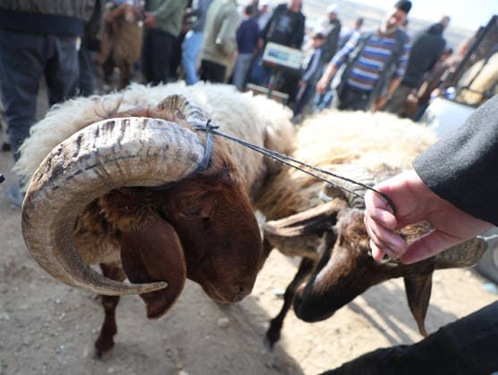 Hebron Livestock Market Before Eid Palestinians gather at a livestock market after crossing Israeli military checkpoints in Hebron on May 22, 2026, ahead of the Muslim holiday of Eid al-Adha. The holiday, during which sheep, camels and cows are traditionally slaughtered, is approaching as buyers and traders gather to buy and sell sacrificial animals. Hebron West Bank Palestinian Territories Copyright: xMosabxShawerx