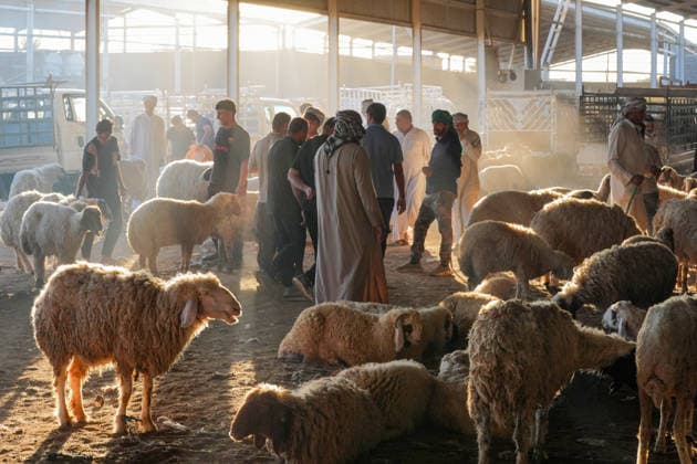 Bustling livestock markets in Baghdad witness rush ahead of Eid al-Adha BAGHDAD, IRAQ - MAY 23: Citizens inspect livestock at a cattle and sheep market ahead of the upcoming Eid al-Adha in the Nahrawan region southeast of Baghdad, Iraq, on May 23, 2026. Murtadha Al-Sudani Anadolu Baghdad Iraq. Editorial use only. Please get in touch for any other usage.  Copyright: x2026xAnadoluxMurtadhaxAl-Sudanix