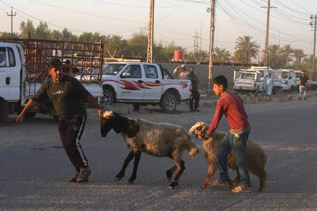 Bustling livestock markets in Baghdad witness rush ahead of Eid al-Adha BAGHDAD, IRAQ - MAY 23: Owners bring their livestock to a cattle and sheep market ahead of the upcoming Eid al-Adha in the Nahrawan region southeast of Baghdad, Iraq, on May 23, 2026. Murtadha Al-Sudani Anadolu Baghdad Iraq. Editorial use only. Please get in touch for any other usage.  Copyright: x2026xAnadoluxMurtadhaxAl-Sudanix