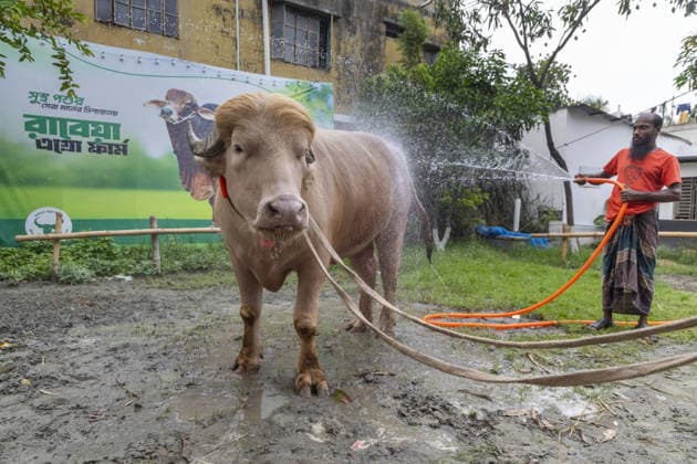 Crowds gather to see albino buffalo nicknamed ‘Donald Trump’ ahead of Eid al-Adha in Bangladesh NARAYANGANJ, BANGLADESH - MAY 23: A worker cleans an albino buffalo nicknamed Donald Trump with water at a cattle farm ahead of Eid al-Adha in Narayanganj, Bangladesh, on May 23, 2026. The buffalo was given the nickname due to its unusual golden-colored hair and has gone viral on social media. Farm workers are providing constant care and special attention to the animal before it is sold for the Muslim festival sacrifice. Abdul Goni Anadolu Narayanganj Bangladesh. Editorial use only. Please get in touch for any other usage.  Copyright: x2026xAnadoluxAbdulxGonix