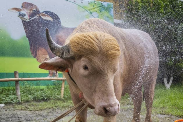 Crowds gather to see albino buffalo nicknamed ‘Donald Trump’ ahead of Eid al-Adha in Bangladesh NARAYANGANJ, BANGLADESH - MAY 23: An albino buffalo nicknamed Donald Trump is seen at a cattle farm ahead of Eid al-Adha in Narayanganj, Bangladesh, on May 23, 2026. The buffalo was given the nickname due to its unusual golden-colored hair and has gone viral on social media. Farm workers are providing constant care and special attention to the animal before it is sold for the Muslim festival sacrifice. Abdul Goni Anadolu Narayanganj Bangladesh. Editorial use only. Please get in touch for any other usage.  Copyright: x2026xAnadoluxAbdulxGonix