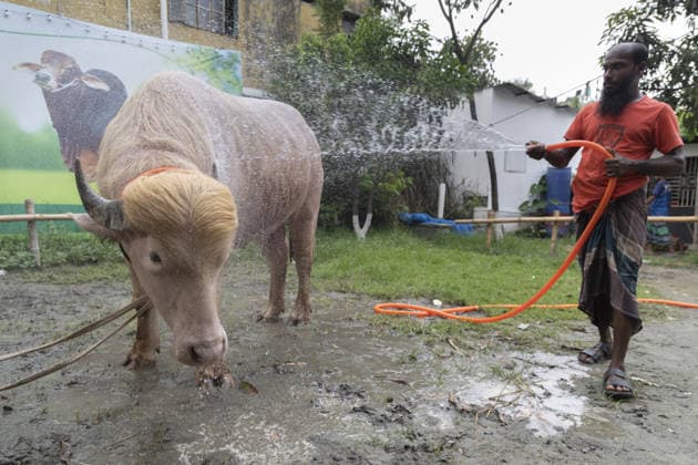 Crowds gather to see albino buffalo nicknamed ‘Donald Trump’ ahead of Eid al-Adha in Bangladesh NARAYANGANJ, BANGLADESH - MAY 23: A worker cleans an albino buffalo nicknamed Donald Trump with water at a cattle farm ahead of Eid al-Adha in Narayanganj, Bangladesh, on May 23, 2026. The buffalo was given the nickname due to its unusual golden-colored hair and has gone viral on social media. Farm workers are providing constant care and special attention to the animal before it is sold for the Muslim festival sacrifice. Abdul Goni Anadolu Narayanganj Bangladesh. Editorial use only. Please get in touch for any other usage.  Copyright: x2026xAnadoluxAbdulxGonix