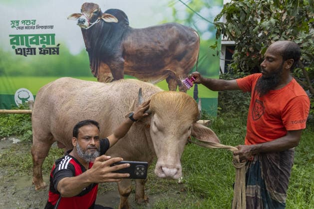 Crowds gather to see albino buffalo nicknamed ‘Donald Trump’ ahead of Eid al-Adha in Bangladesh NARAYANGANJ, BANGLADESH - MAY 23: A man takes a selfie with an albino buffalo nicknamed Donald Trump at a cattle farm ahead of Eid al-Adha in Narayanganj, Bangladesh, on May 23, 2026. The buffalo was given the nickname due to its unusual golden-colored hair and has gone viral on social media. Farm workers are providing constant care and special attention to the animal before it is sold for the Muslim festival sacrifice. Abdul Goni Anadolu Narayanganj Bangladesh. Editorial use only. Please get in touch for any other usage.  Copyright: x2026xAnadoluxAbdulxGonix