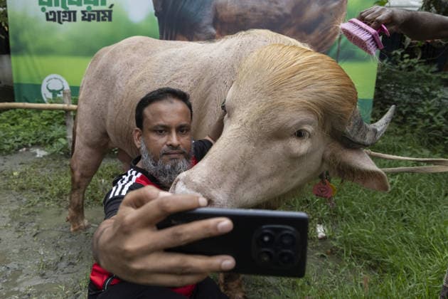 Crowds gather to see albino buffalo nicknamed ‘Donald Trump’ ahead of Eid al-Adha in Bangladesh NARAYANGANJ, BANGLADESH - MAY 23: A man takes a selfie with an albino buffalo nicknamed Donald Trump at a cattle farm ahead of Eid al-Adha in Narayanganj, Bangladesh, on May 23, 2026. The buffalo was given the nickname due to its unusual golden-colored hair and has gone viral on social media. Farm workers are providing constant care and special attention to the animal before it is sold for the Muslim festival sacrifice. Abdul Goni Anadolu Narayanganj Bangladesh. Editorial use only. Please get in touch for any other usage.  Copyright: x2026xAnadoluxAbdulxGonix