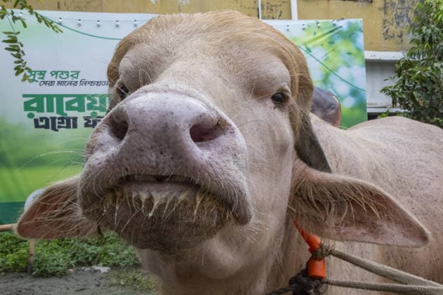 Crowds gather to see albino buffalo nicknamed ‘Donald Trump’ ahead of Eid al-Adha in Bangladesh NARAYANGANJ, BANGLADESH - MAY 23: An albino buffalo nicknamed Donald Trump is seen at a cattle farm ahead of Eid al-Adha in Narayanganj, Bangladesh, on May 23, 2026. The buffalo was given the nickname due to its unusual golden-colored hair and has gone viral on social media. Farm workers are providing constant care and special attention to the animal before it is sold for the Muslim festival sacrifice. Abdul Goni Anadolu Narayanganj Bangladesh. Editorial use only. Please get in touch for any other usage.  Copyright: x2026xAnadoluxAbdulxGonix