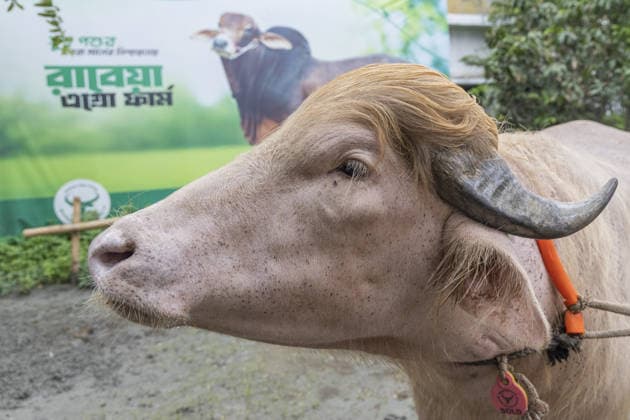 Crowds gather to see albino buffalo nicknamed ‘Donald Trump’ ahead of Eid al-Adha in Bangladesh NARAYANGANJ, BANGLADESH - MAY 23: An albino buffalo nicknamed Donald Trump is seen at a cattle farm ahead of Eid al-Adha in Narayanganj, Bangladesh, on May 23, 2026. The buffalo was given the nickname due to its unusual golden-colored hair and has gone viral on social media. Farm workers are providing constant care and special attention to the animal before it is sold for the Muslim festival sacrifice. Abdul Goni Anadolu Narayanganj Bangladesh. Editorial use only. Please get in touch for any other usage.  Copyright: x2026xAnadoluxAbdulxGonix