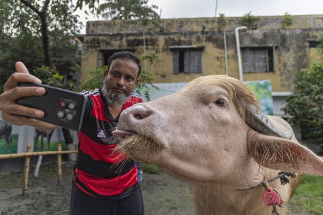 Crowds gather to see albino buffalo nicknamed ‘Donald Trump’ ahead of Eid al-Adha in Bangladesh NARAYANGANJ, BANGLADESH - MAY 23: A man takes a selfie with an albino buffalo nicknamed Donald Trump at a cattle farm ahead of Eid al-Adha in Narayanganj, Bangladesh, on May 23, 2026. The buffalo was given the nickname due to its unusual golden-colored hair and has gone viral on social media. Farm workers are providing constant care and special attention to the animal before it is sold for the Muslim festival sacrifice. Abdul Goni Anadolu Narayanganj Bangladesh. Editorial use only. Please get in touch for any other usage.  Copyright: x2026xAnadoluxAbdulxGonix