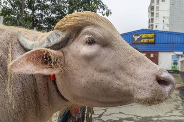 Crowds gather to see albino buffalo nicknamed ‘Donald Trump’ ahead of Eid al-Adha in Bangladesh NARAYANGANJ, BANGLADESH - MAY 23: An albino buffalo nicknamed Donald Trump is seen at a cattle farm ahead of Eid al-Adha in Narayanganj, Bangladesh, on May 23, 2026. The buffalo was given the nickname due to its unusual golden-colored hair and has gone viral on social media. Farm workers are providing constant care and special attention to the animal before it is sold for the Muslim festival sacrifice. Abdul Goni Anadolu Narayanganj Bangladesh. Editorial use only. Please get in touch for any other usage.  Copyright: x2026xAnadoluxAbdulxGonix