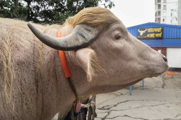 Crowds gather to see albino buffalo nicknamed ‘Donald Trump’ ahead of Eid al-Adha in Bangladesh NARAYANGANJ, BANGLADESH - MAY 23: An albino buffalo nicknamed Donald Trump is seen at a cattle farm ahead of Eid al-Adha in Narayanganj, Bangladesh, on May 23, 2026. The buffalo was given the nickname due to its unusual golden-colored hair and has gone viral on social media. Farm workers are providing constant care and special attention to the animal before it is sold for the Muslim festival sacrifice. Abdul Goni Anadolu Narayanganj Bangladesh. Editorial use only. Please get in touch for any other usage.  Copyright: x2026xAnadoluxAbdulxGonix