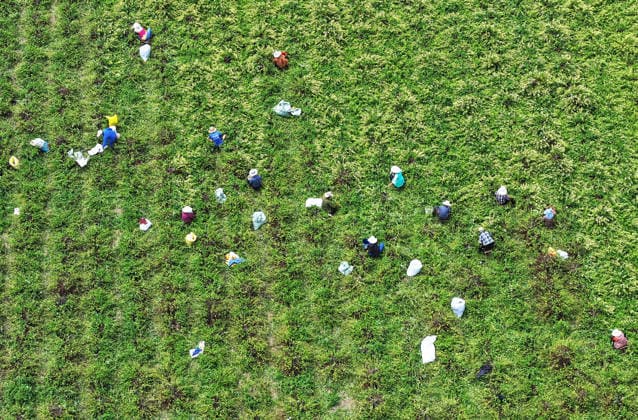 ZAOZHUANG, CHINA - MAY 22: Aerial view of farmers harvesting honeysuckle flowers in a field on May 22, 2026 in Zaozhuang, Shandong Province of China.  Copyright: xVCGx 111643359648