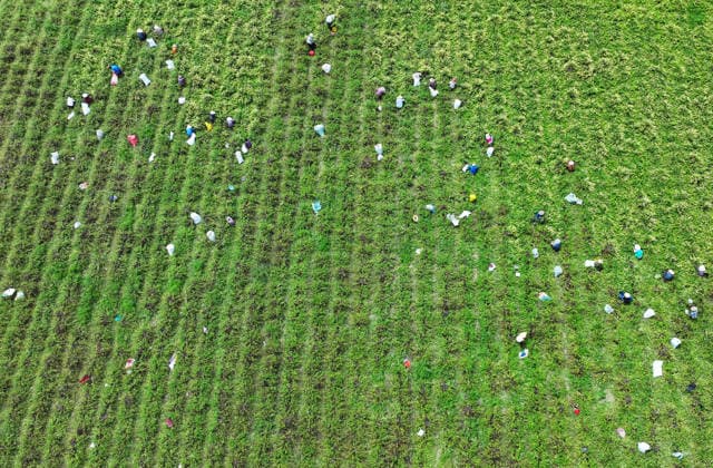 ZAOZHUANG, CHINA - MAY 22: Aerial view of farmers harvesting honeysuckle flowers in a field on May 22, 2026 in Zaozhuang, Shandong Province of China.  Copyright: xVCGx 111643359649