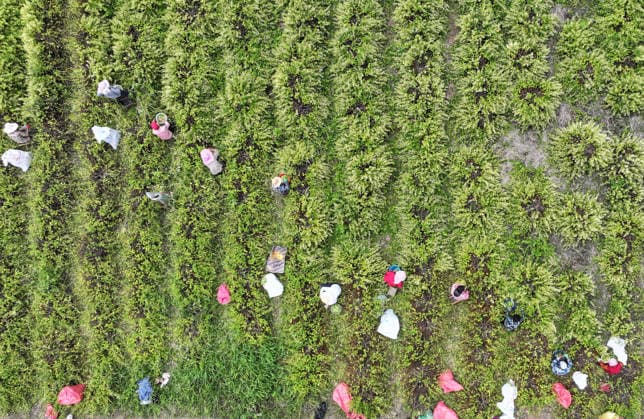 ZAOZHUANG, CHINA - MAY 22: Aerial view of farmers harvesting honeysuckle flowers in a field on May 22, 2026 in Zaozhuang, Shandong Province of China.  Copyright: xVCGx 111643359650