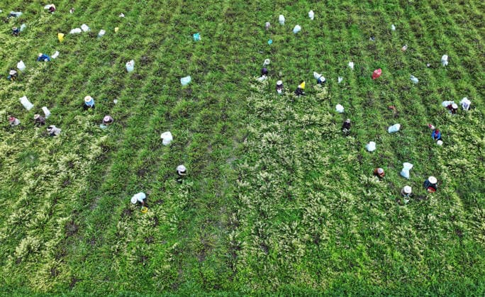 ZAOZHUANG, CHINA - MAY 22: Aerial view of farmers harvesting honeysuckle flowers in a field on May 22, 2026 in Zaozhuang, Shandong Province of China.  Copyright: xVCGx 111643359651