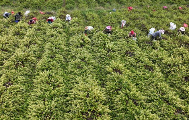 ZAOZHUANG, CHINA - MAY 22: Aerial view of farmers harvesting honeysuckle flowers in a field on May 22, 2026 in Zaozhuang, Shandong Province of China.  Copyright: xVCGx 111643359653