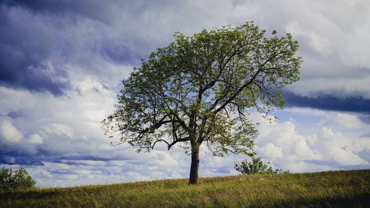 Ein Baum in einer farbenfrohen Landschaft mit dramatischem Wolkenhimmel, Frühling im Naturpark Frankenwald, Oberfranken A tree in a colorful landscape with dramatic cloudy skies, spring in the Franconian Forest nature park Park, Upper Franconia Copyright: imageBROKER MarcoxBunk iblmbu17736128.jpg
