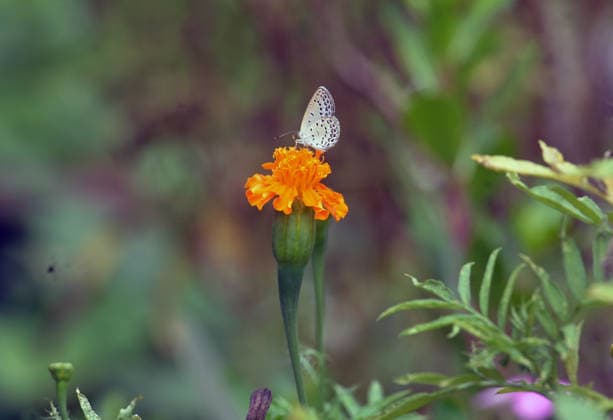 News Bilder des Tages May 24, 2026, Siliguri, West Bengal, India: A butterfly collects nectar from marigold flowers in Siliguri. Siliguri India  - ZUMAd209 20260524_znp_d209_001 Copyright: xDiptenduxDuttax