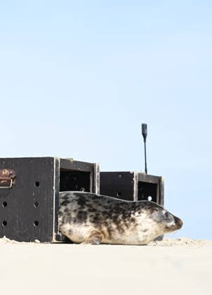 Auswildern von zwei Kegelrobben. Eine Kegelrobbe verlässt beim Auswildern auf Juist ihreTransportbox. Norddeich Niedersachsen Deutschland *** Release of two gray seals A gray seal leaves its transport box during the release on Juist Norddeich Lower Saxony Germany Copyright: xdiebildwerftx