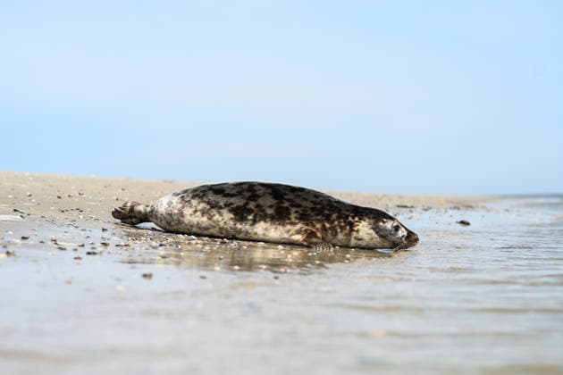 Auswildern von zwei Kegelrobben. Eine Kegelrobbe auf den weg ins Wasser der Nordsee. Norddeich Niedersachsen Deutschland *** Release of two gray seals A gray seal on its way into the water of the North Sea Norddeich Lower Saxony Germany Copyright: xdiebildwerftx