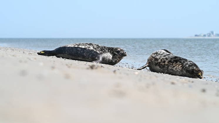 Auswildern von zwei Kegelrobben. Zwei Kegelrobben auf den weg ins Wasser der Nordsee. Norddeich Niedersachsen Deutschland *** Release of two gray seals Two gray seals on their way into the water of the North Sea Norddeich Lower Saxony Germany Copyright: xdiebildwerftx