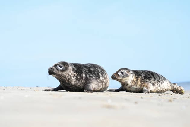 Auswildern von zwei Kegelrobben. Zwei Kegelrobben auf den weg ins Wasser der Nordsee. Norddeich Niedersachsen Deutschland *** Release of two gray seals Two gray seals on their way into the water of the North Sea Norddeich Lower Saxony Germany Copyright: xdiebildwerftx