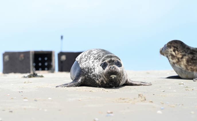 Auswildern von zwei Kegelrobben. Zwei Kegelrobben auf den weg ins Wasser der Nordsee. Norddeich Niedersachsen Deutschland *** Release of two gray seals Two gray seals on their way into the water of the North Sea Norddeich Lower Saxony Germany Copyright: xdiebildwerftx
