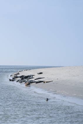 Seehunde in ihrem natürlichen Lebensraum. Zahlreiche Robben und Kegelrobben liegen auf einer Sandbank vor Juist in der Sonne. Norddeich Niedersachsen Deutschland *** Seals in their natural habitat Numerous seals and gray seals lie on a sandbank off Juist in the sun Norddeich Lower Saxony Germany Copyright: xdiebildwerftx