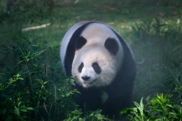 News Bilder des Tages Giant Panda CHONGQING, CHINA - MAY 24, 2026 - Giant panda Yu Ai playing in the grass at Chongqing Zoo, China on May 24, 2026. Chongqing Chongqing China  Copyright: xCFOTOx i1779650553916