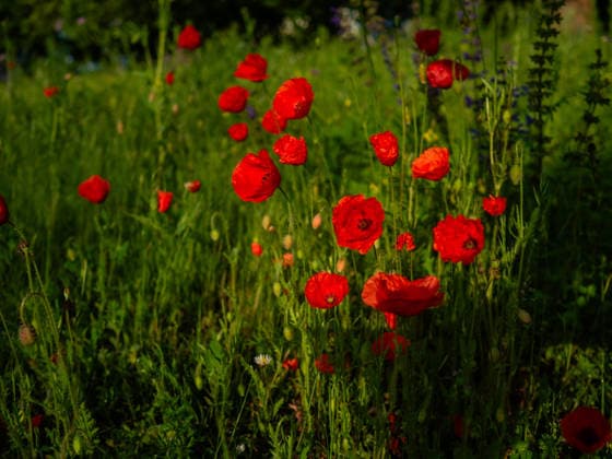 Summer Temperatures In The Netherlands. A sunny and dry spring concludes with rising temperatures in the Netherlands on May 24, 2026.Seasonal forecasts indicate that the upcoming summer is likely to be warmer and drier. Nijmegen Netherlands  Copyright: xRomyxArroyoxFernandezx originalFilename: arroyofernandez-summerte260524_npkpY.jpg