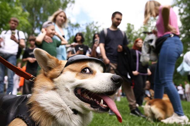 May 24, 2026, Moscor, Russia: A Corgi during a Corgi parade in Sokolniki Park. Moscow Russia  - ZUMAt113 20260524_zaa_t113_321 Copyright: xArtyomxGeodakyanx