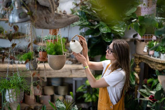 Eine Gärtnerin in Latzhose gießt eine Zimmerpflanze im Topf in einem Gewächshaus, umgeben von Pflanzen und Töpfen Woman gardener in orange overalls watering potted houseplant in greenhouse surrounded by plants and pots, using white watering can metal. Home gardening, love of plants and care. Small business. (License=RF) ,model released, Symbolfoto Copyright: xZoonar.com DmitriixMarchenkox xEnvatox 25067581 ,model released, Symbolfoto ,property released