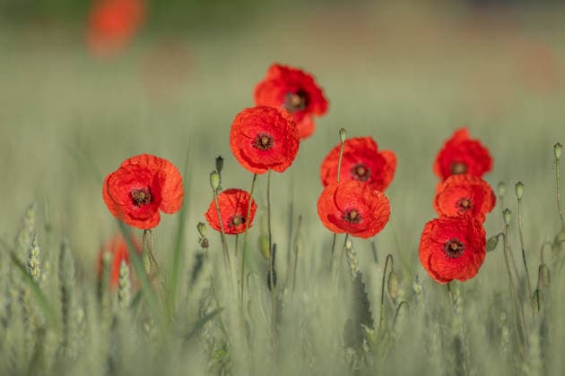 Rote Mohnblumen locken an sonnigen Tagen Bienen auf die Felder Red poppy stands alone in field. Bee lands on flower. Sky is clear and sun shines on natural scene. Bas Rhin, Alsace, France, Europe. (License=RF) Copyright: xZoonar.com christianxdecoutx 25071173