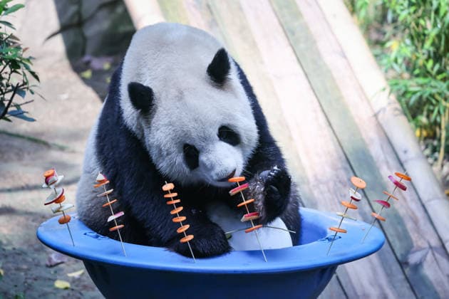 CHONGQING, CHINA - MAY 24: Giant panda Yu Ke enjoys fruit and vegetable skewers at Chongqing Zoo in summer on May 24, 2026 in Chongqing, China.  Copyright: xVCGx 111643832006