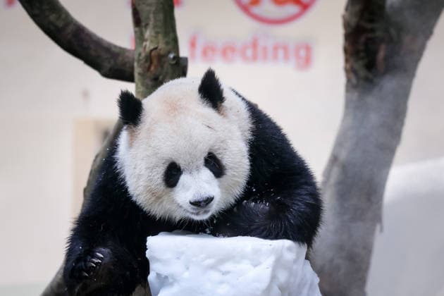 CHONGQING, CHINA - MAY 24: Giant panda Yu Ai plays with snow at Chongqing Zoo in summer on May 24, 2026 in Chongqing, China.  Copyright: xVCGx 111643832021