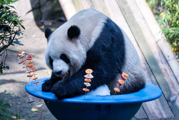 CHONGQING, CHINA - MAY 24: Giant panda Yu Ke enjoys fruit and vegetable skewers at Chongqing Zoo in summer on May 24, 2026 in Chongqing, China.  Copyright: xVCGx 111643832027