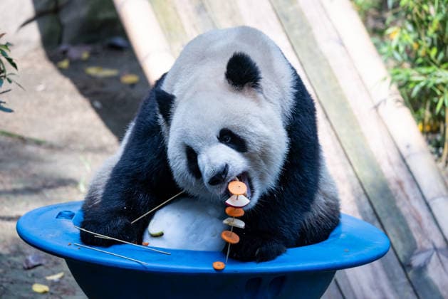 CHONGQING, CHINA - MAY 24: Giant panda Yu Ke enjoys fruit and vegetable skewers at Chongqing Zoo in summer on May 24, 2026 in Chongqing, China.  Copyright: xVCGx 111643832029